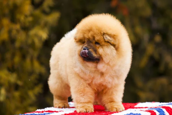 portrait of a cute fluffy Chow Chow puppy in park