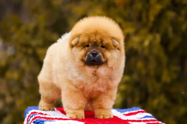 portrait of a cute fluffy Chow Chow puppy in park