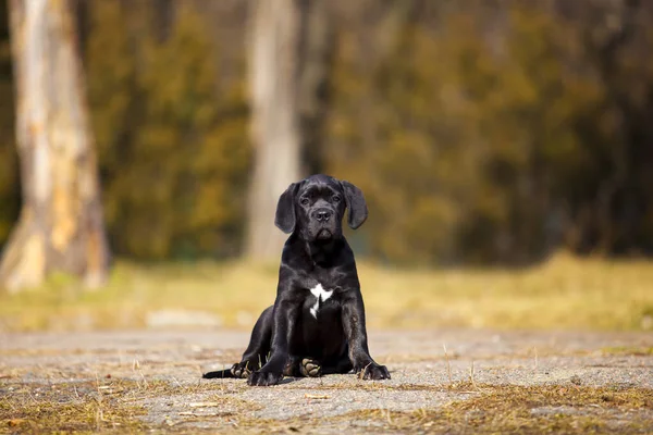 Portret Van Zwarte Labrador Retriever Puppy Park — Stockfoto