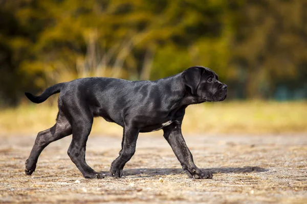 公园里的黑色拉布拉多猎犬的肖像 — 图库照片