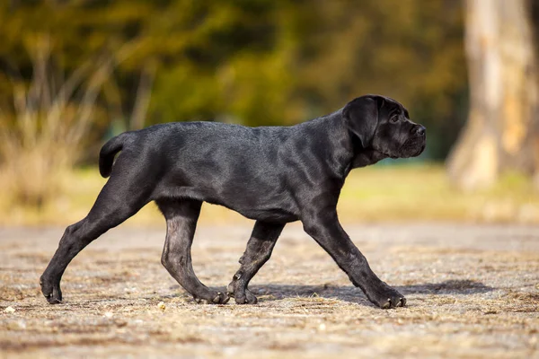 公园里的黑色拉布拉多猎犬的肖像 — 图库照片