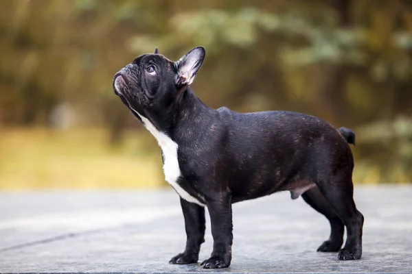 Utomhus Porträtt Fransk Bulldogg — Stockfoto