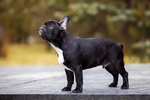 Utomhus Porträtt Fransk Bulldogg — Stockfoto