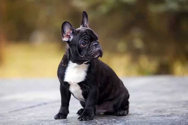 Portrait Black French Bulldog Park — Stock Photo, Image