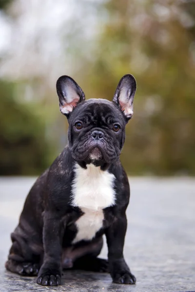 Porträt Einer Schwarzen Französischen Bulldogge Park — Stockfoto