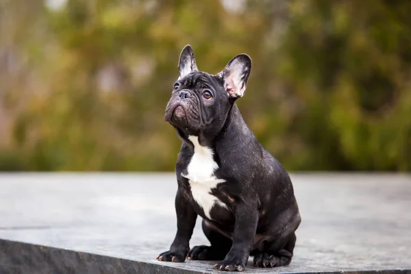 Portrait Black French Bulldog Park — Stock Photo, Image