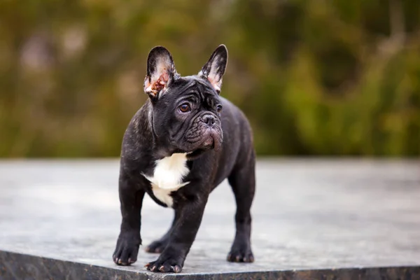 Retrato Bulldog Francês Preto Parque — Fotografia de Stock