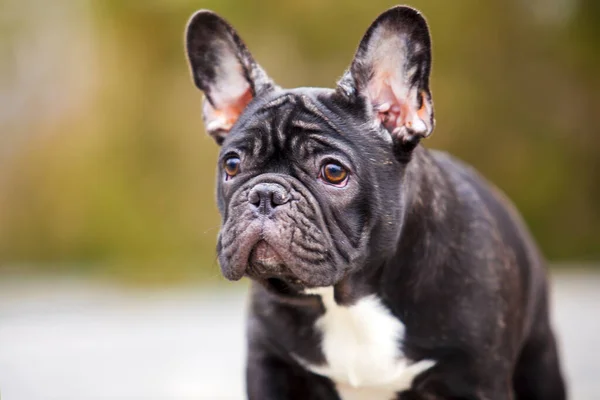 Outdoor Portrait French Bulldog — Stock Photo, Image