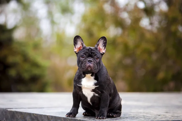 Kültéri Portré Francia Bulldog — Stock Fotó
