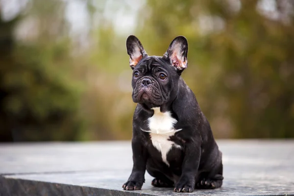 Kültéri Portré Francia Bulldog — Stock Fotó