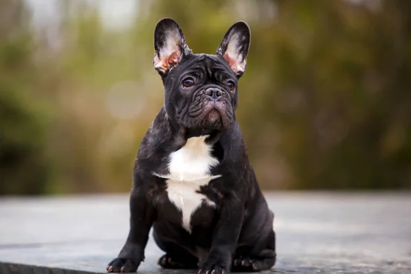 Portrait Extérieur Bouledogue Français — Photo