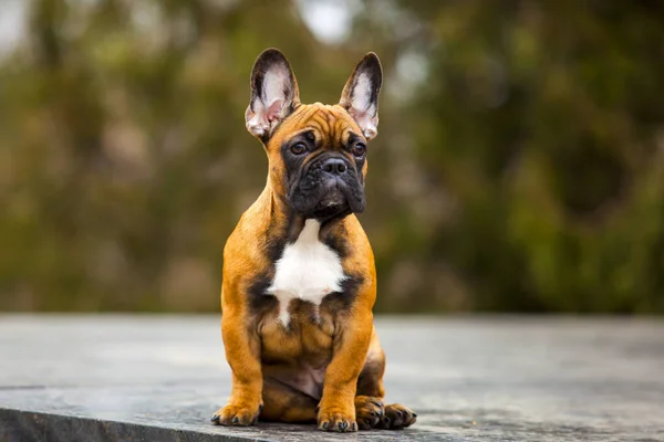 Outdoor Portrait French Bulldog — Stock Photo, Image