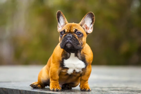 Retrato Bulldog Francés Marrón Parque —  Fotos de Stock