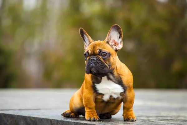 Retrato Bulldog Francés Marrón Parque —  Fotos de Stock