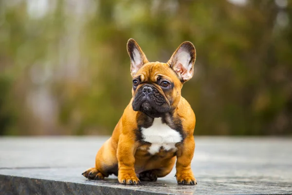 Portrait Brown French Bulldog Park — Stock Photo, Image