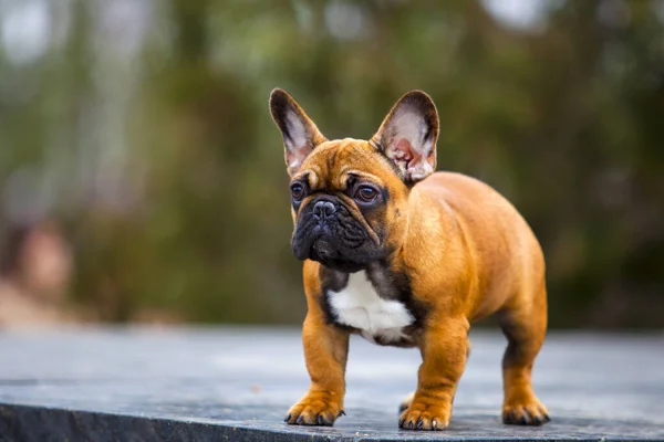 Retrato Bulldog Francês Marrom Parque — Fotografia de Stock