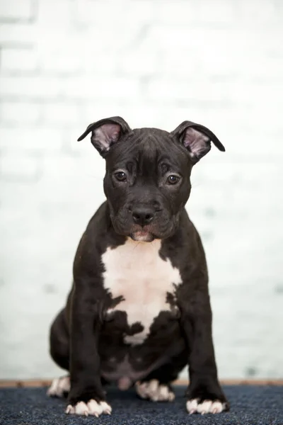 American Staffordshire Terrier Cachorro — Foto de Stock