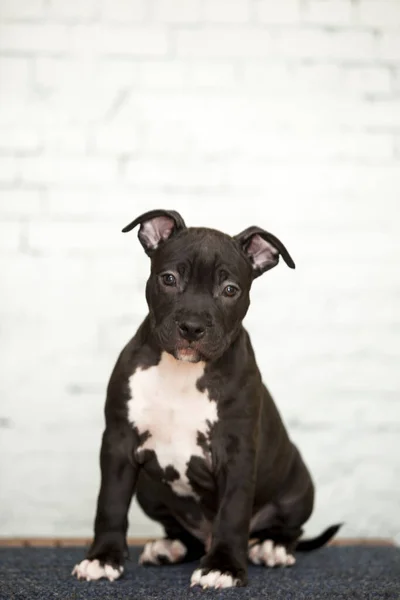 American Staffordshire Terrier Puppy — Stock Photo, Image