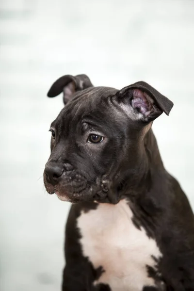 American Staffordshire Terrier Cachorro —  Fotos de Stock