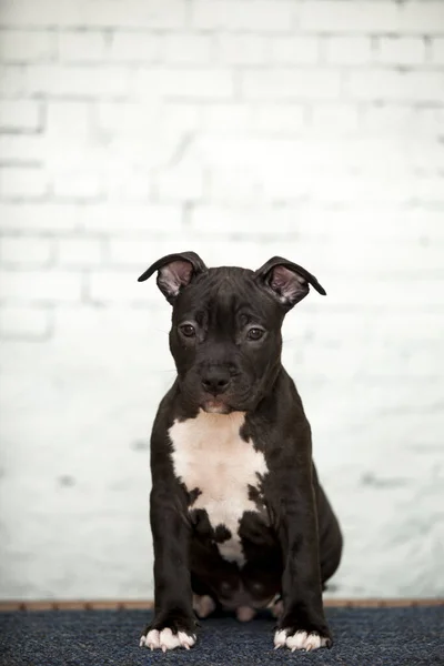 Amerikansk Staffordshire Terrier Valp — Stockfoto