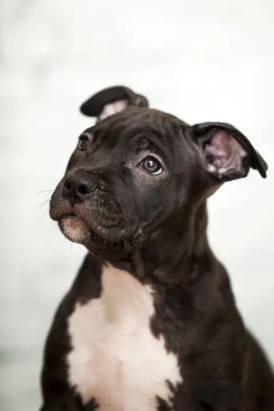 American Staffordshire Terrier Cachorro — Fotografia de Stock
