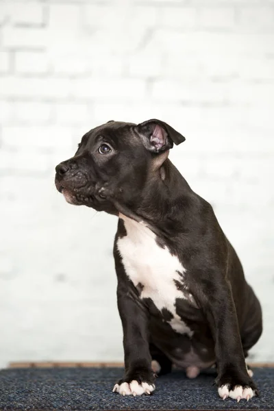 Chiot American Staffordshire Terrier — Photo