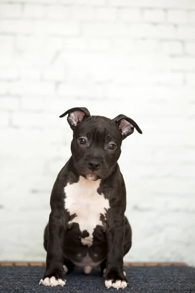 American Staffordshire Terrier Cachorro — Foto de Stock