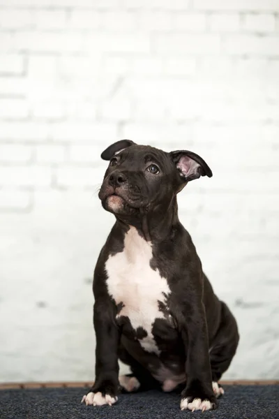 American Staffordshire Terrier Cachorro — Foto de Stock