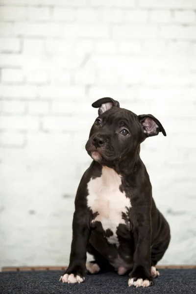 American Staffordshire Terrier Κουτάβι — Φωτογραφία Αρχείου