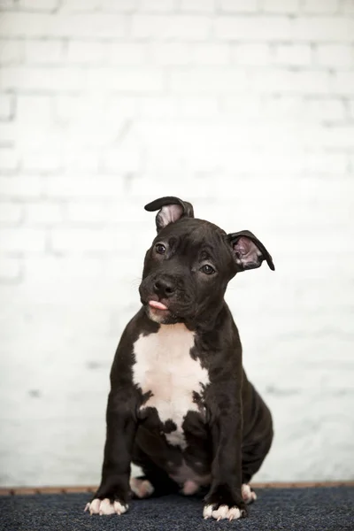 American Staffordshire Terrier Cachorro — Fotografia de Stock
