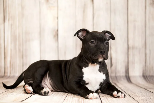 Chiot American Staffordshire Terrier — Photo