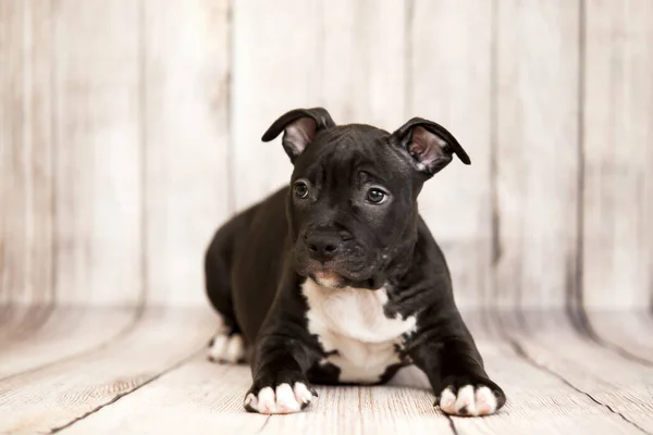 Amerikaanse Staffordshire Terrier Puppy — Stockfoto