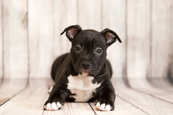 Chiot American Staffordshire Terrier — Photo