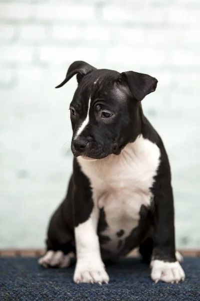 Chiot American Staffordshire Terrier — Photo