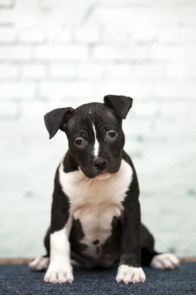 American Staffordshire Terrier Welpe — Stockfoto