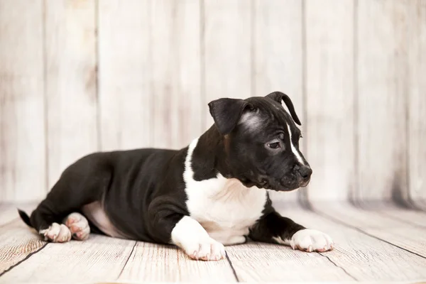 Amerikan Staffordshire Terrier Köpeği — Stok fotoğraf