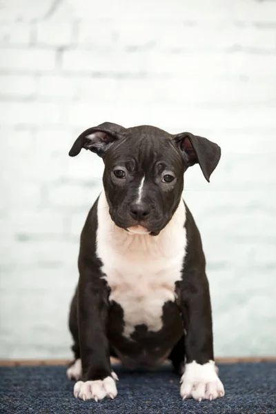 American Staffordshire Terrier Cachorro — Fotografia de Stock