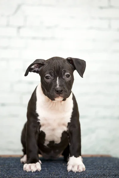 American Staffordshire Terrier Cachorro — Foto de Stock