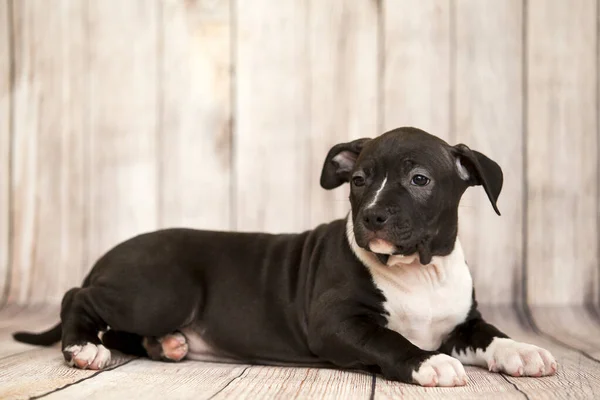 American Staffordshire Terrier Cachorro — Fotografia de Stock