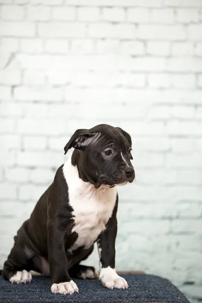 美国斯塔福德郡的宠物狗 — 图库照片