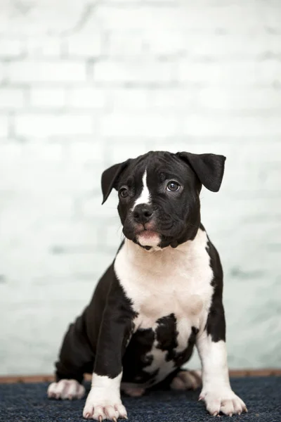 Amerikansk Staffordshire Terrier Valp — Stockfoto