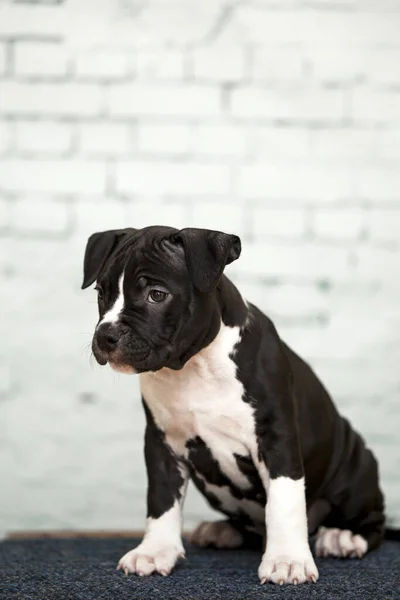 Amerikaanse Staffordshire Terrier Puppy — Stockfoto