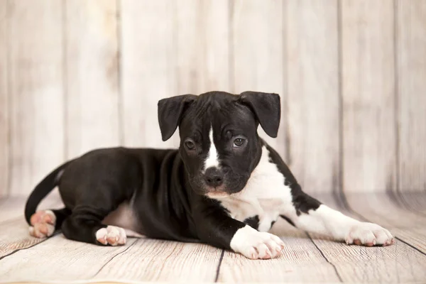 American Staffordshire Terrier Cachorro — Foto de Stock