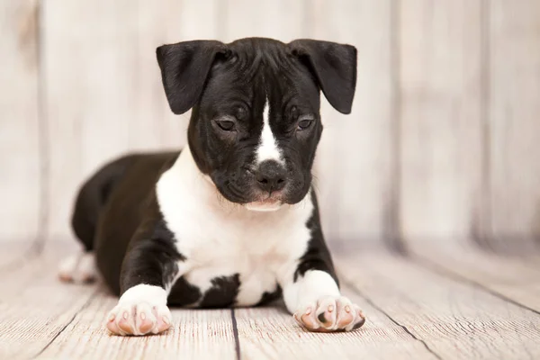 American Staffordshire Terrier Cachorro — Fotografia de Stock