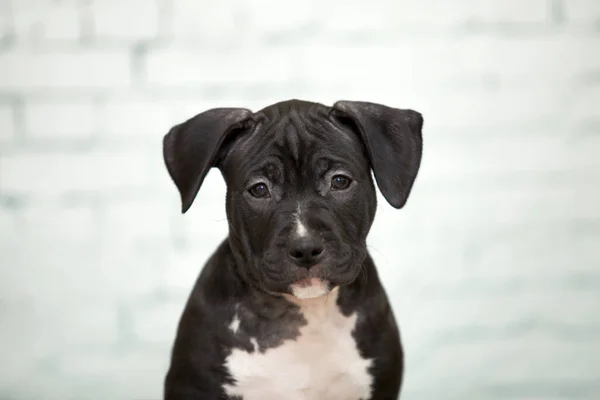 American Staffordshire Terrier Cachorro — Fotografia de Stock