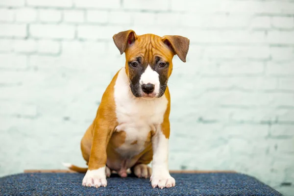 American Staffordshire Terrier Cachorro — Fotografia de Stock