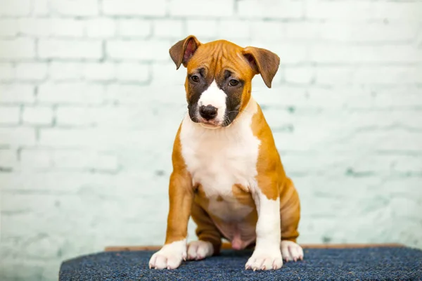 Staffordshire Terrier Puppy Indoor Portret — Stockfoto