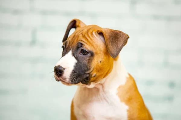 Staffordshire Terrier Puppy Indoor Portret — Stockfoto