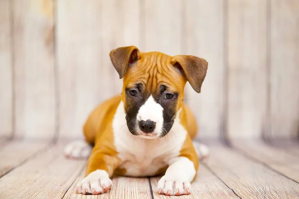 Staffordshire Terrier Cachorro Retrato Interior — Foto de Stock