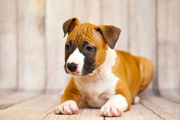 Staffordshire Terrier Chiot Portrait Intérieur — Photo